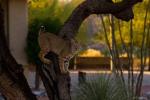Bobcat in yard