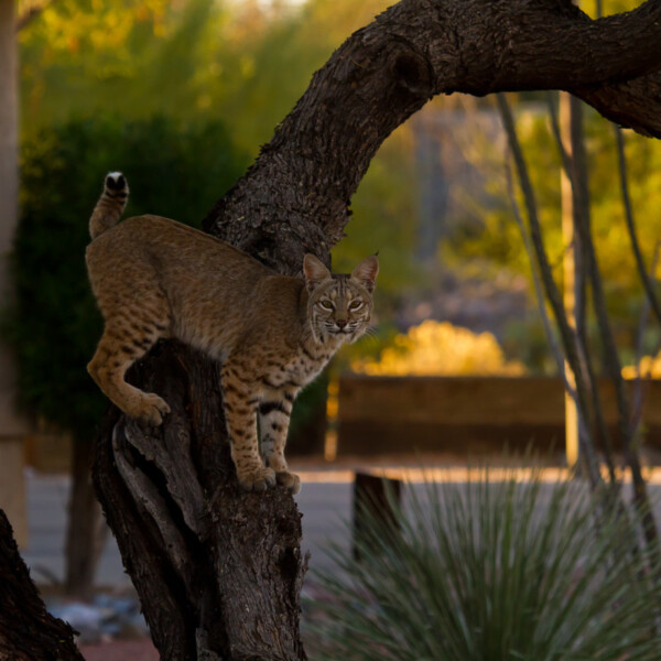Bobcat in yard