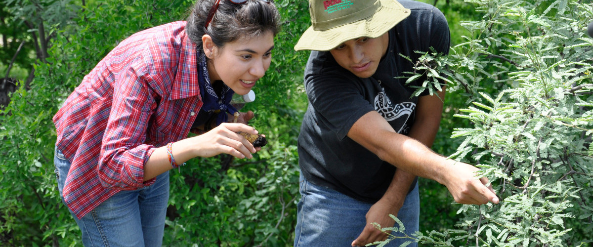 Monsoon Pollinator Blitz at Tumacacori National Historical Park