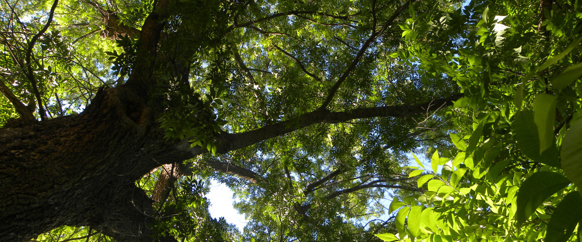 Tumacacori Cottonwood and Willow Watering 4