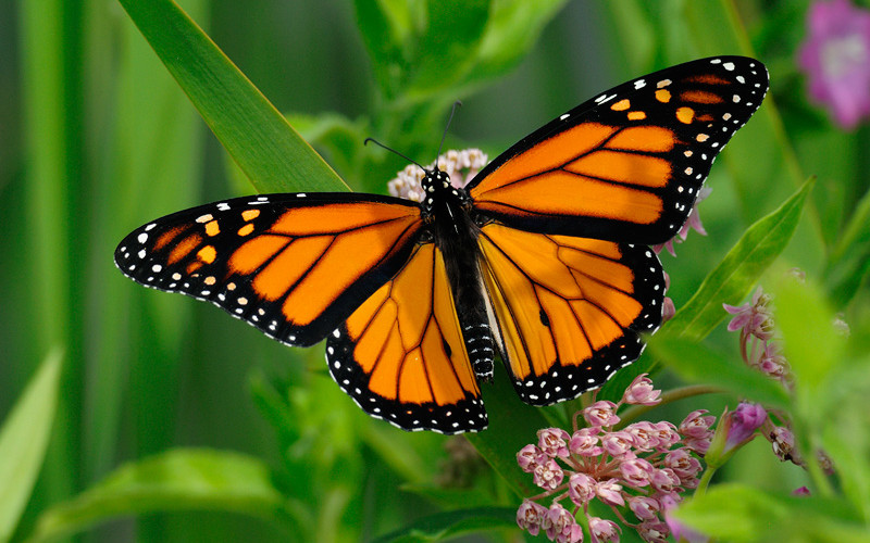 Monarch Butterflies