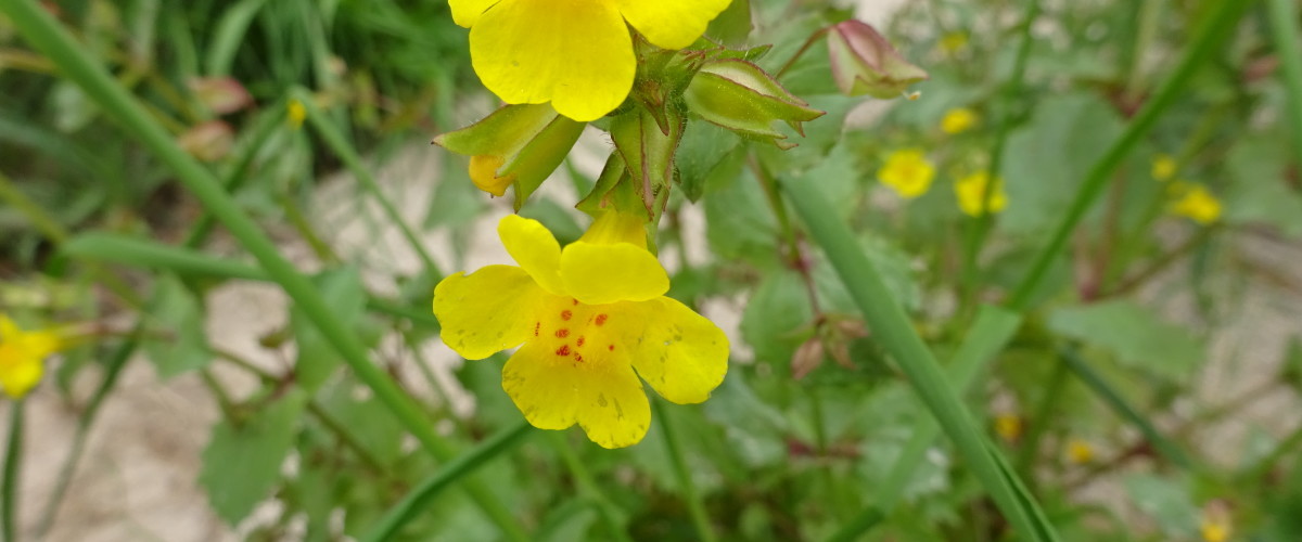 Pollinator Planting in Bear Canyon