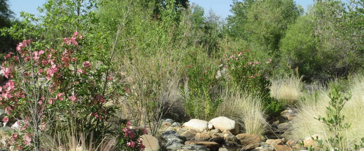 Bear Canyon Restoration