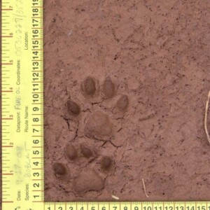 Bobcat tracks