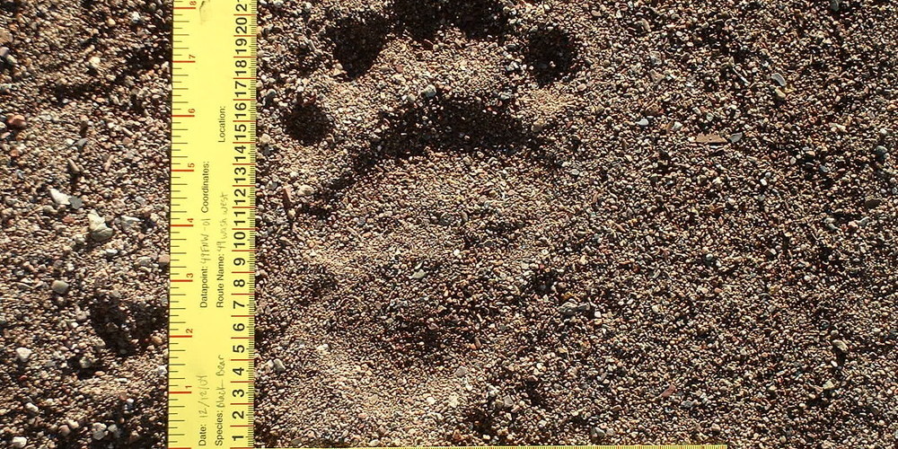 Aravaipa Wildlife Tracking Workshop