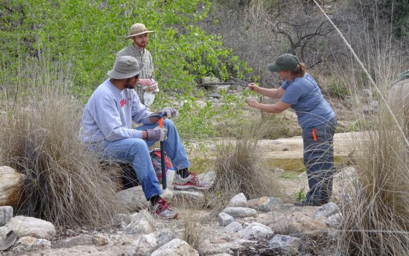 Bear Canyon Fountain Grass Battle