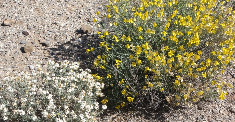 Collect Seeds at Saguaro National Park