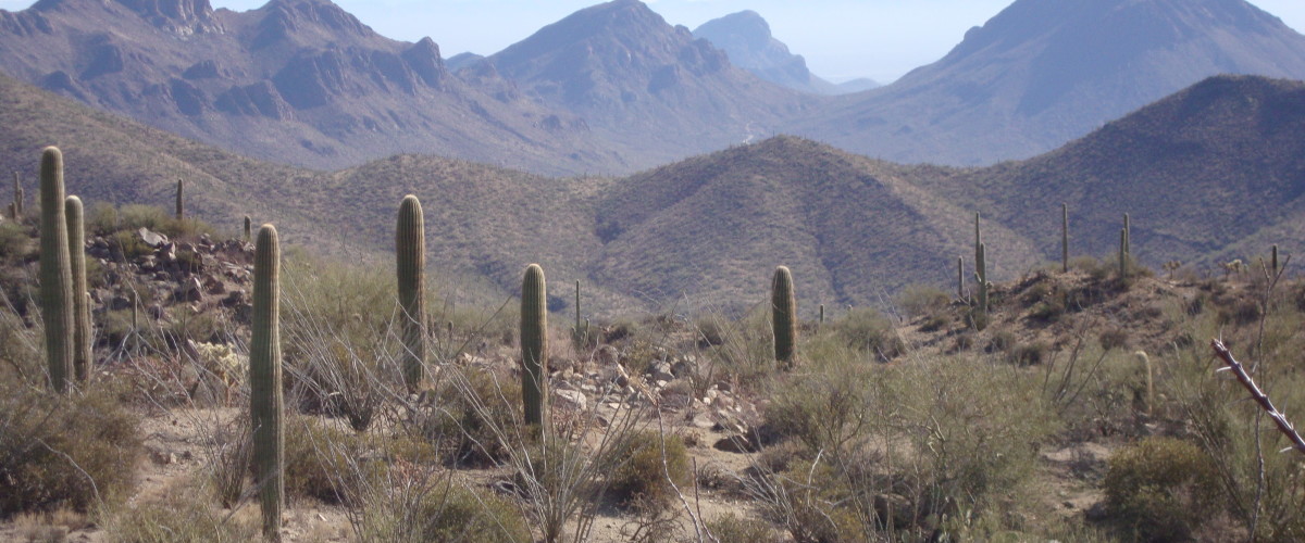 Collect Seeds at Saguaro National Park