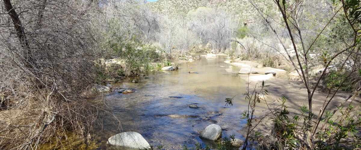 Bear Canyon Fountain Grass Battle - Veteran's Day