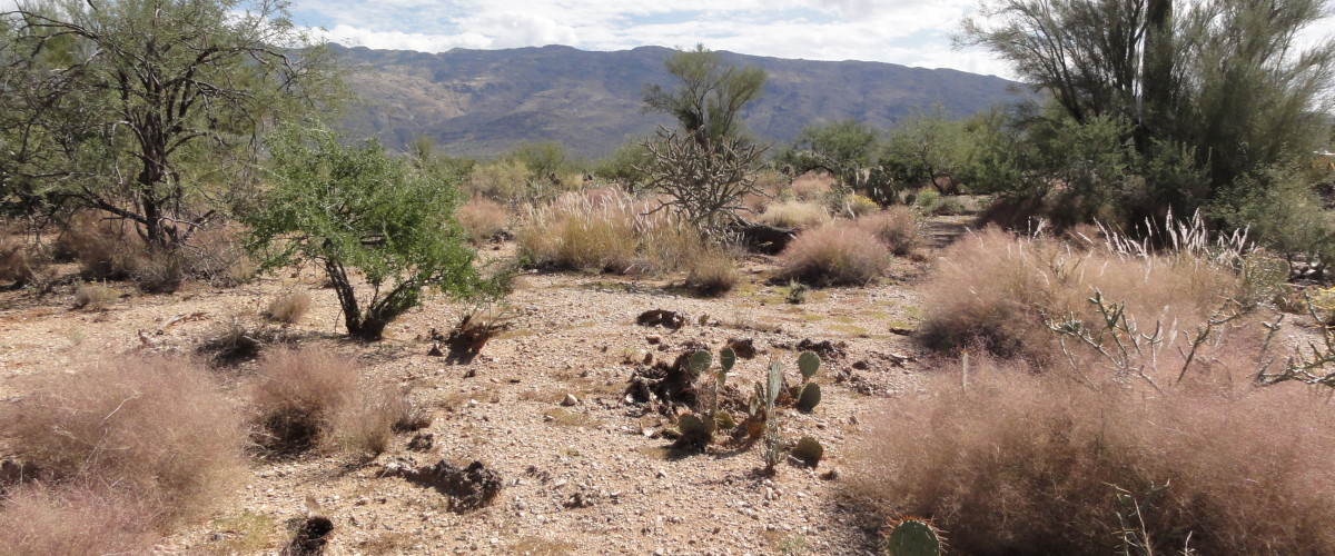 Collect Seeds at Saguaro National Park