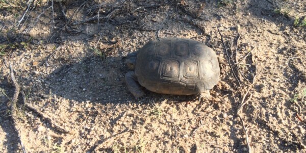 Desert tortoise found crossing the new Oracle Rd wildlife underpass. Photo (c) 2015 Jesse Espinoza & Granite Construction.