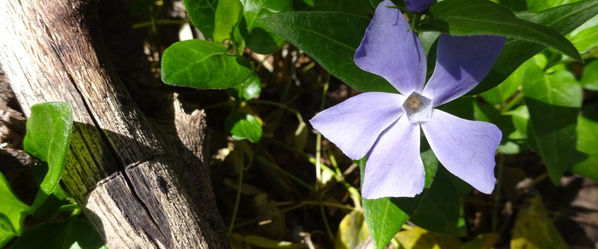 Madera Canyon Vinca Removal