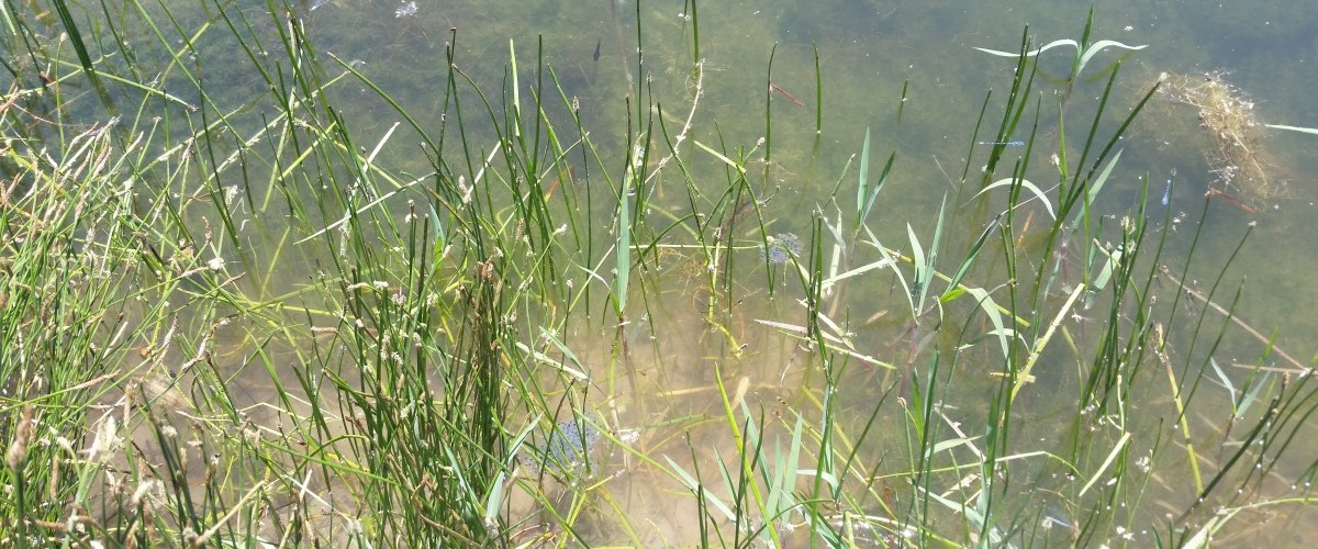 TimBuckTwo Pond Restoration - Wednesday