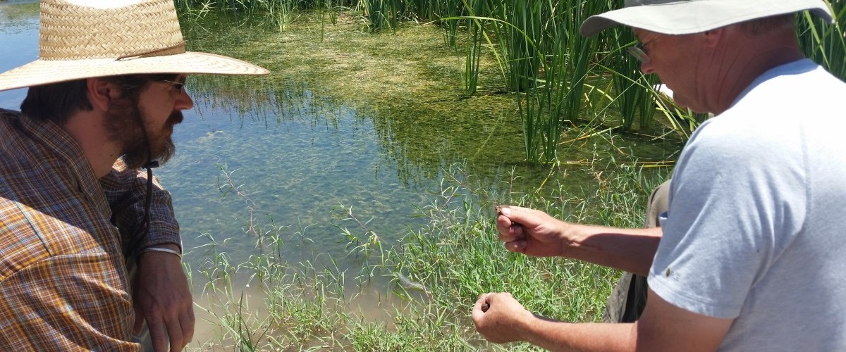 Tim Buck Two Pond Planting