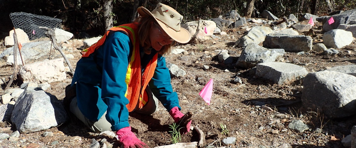 Restoration in Madera Canyon