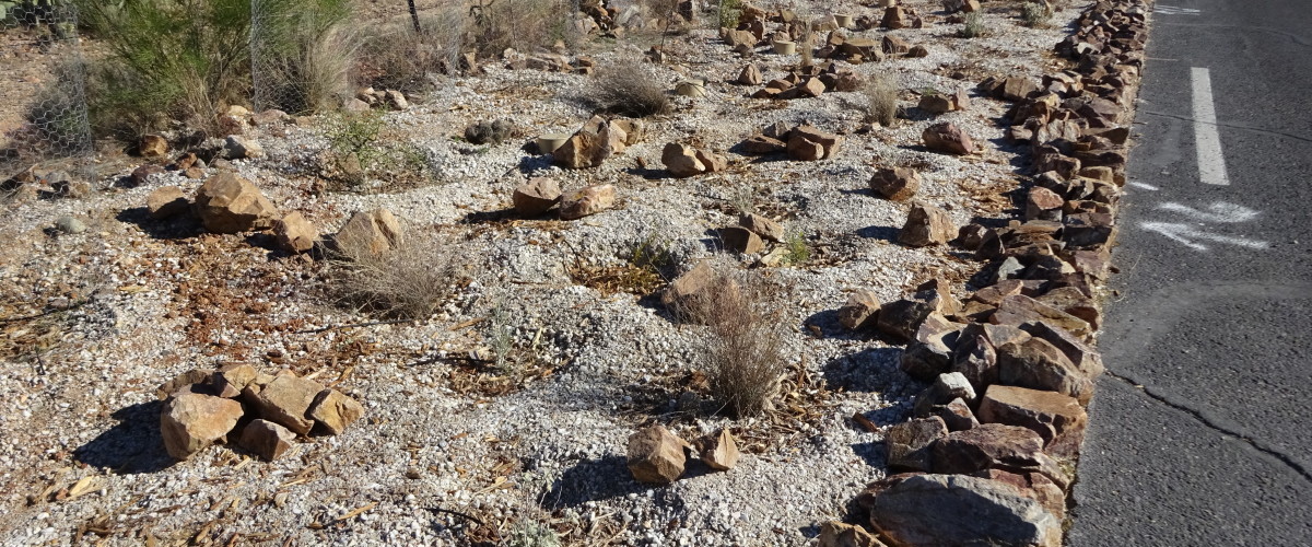 Emergency Invasives Removal - Oracle Wildlife Crossing