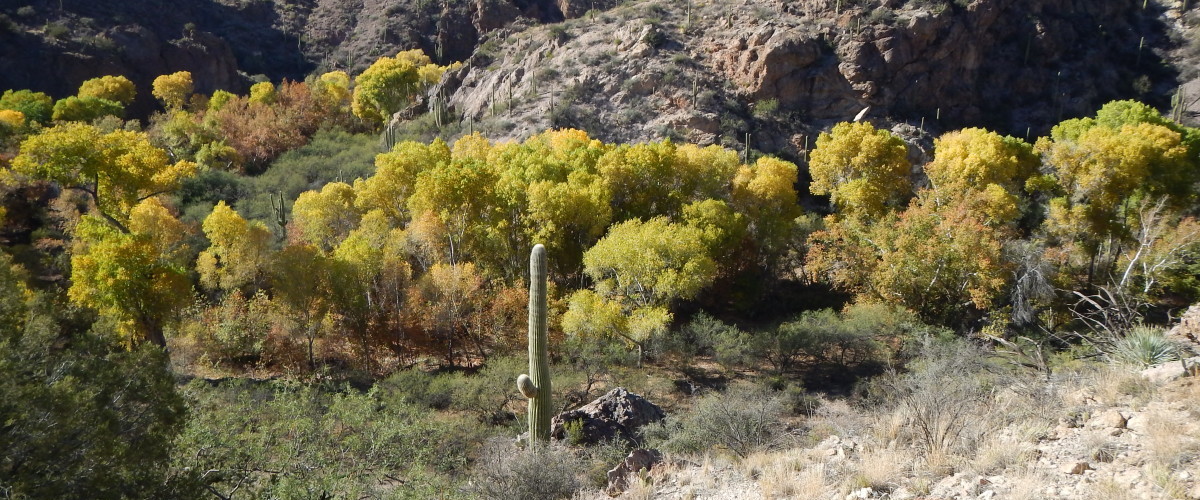 Southern Galiuros: Springs Assesments