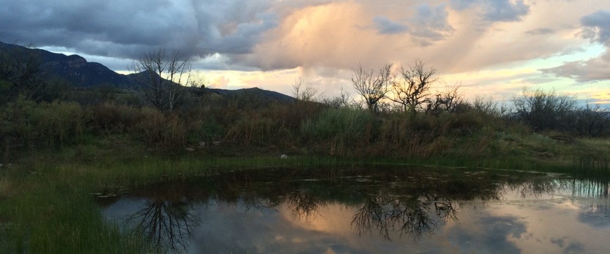 Planting at Brown Canyon Pond