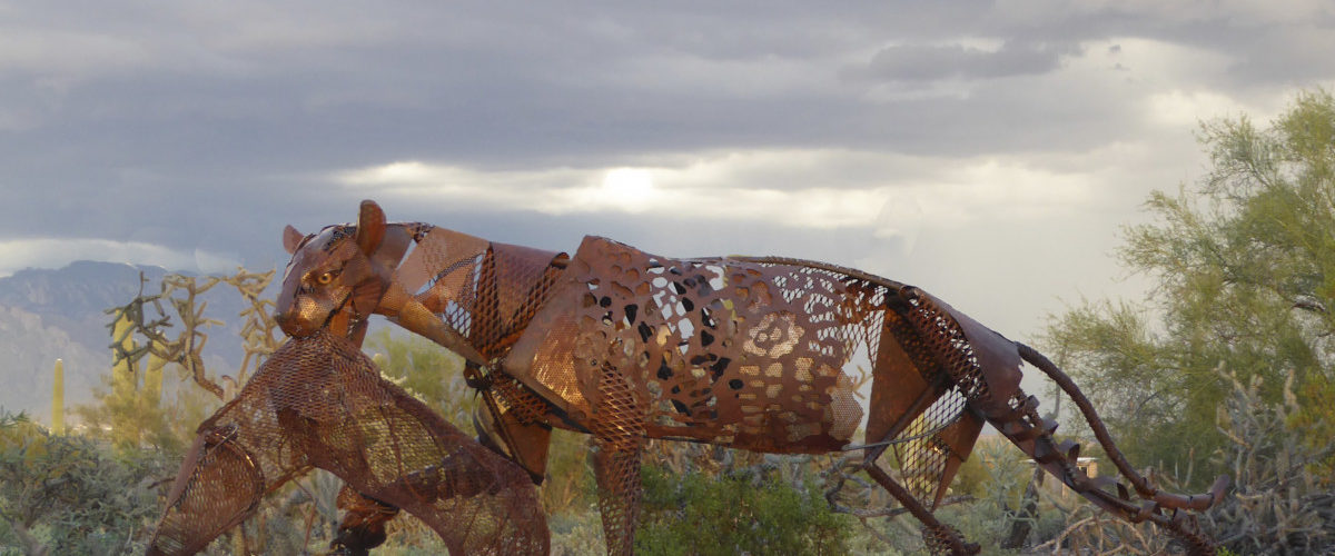 Track the Jaguars (extended stay) - Desert Corridors at Tohono Chul