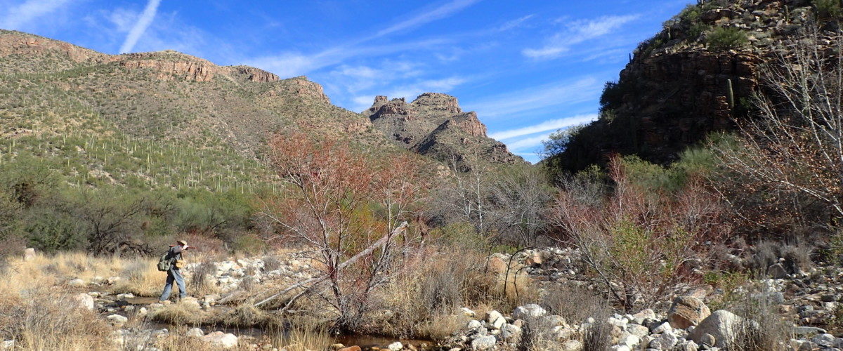 Bear Canyon Fountain Grass Thursday Fight Club