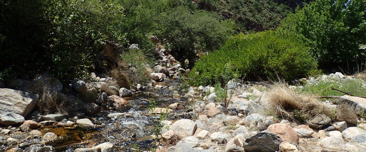 Bear Canyon Fountain Grass Fight Club