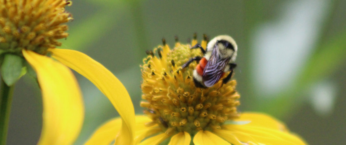 Pollinator Blitz at Coronado National Memorial