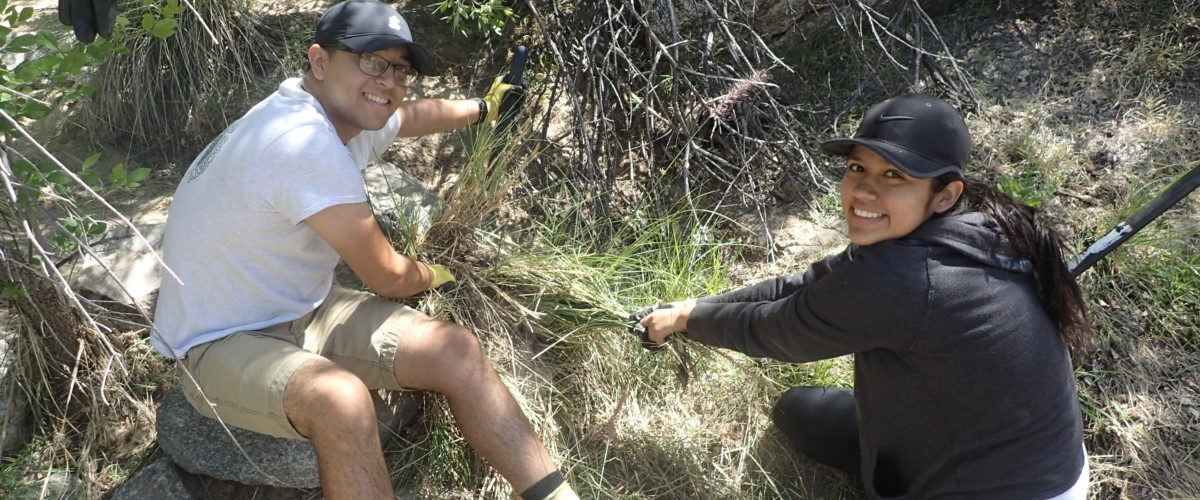 Beat Back Buffelgrass Month: Last Chance!