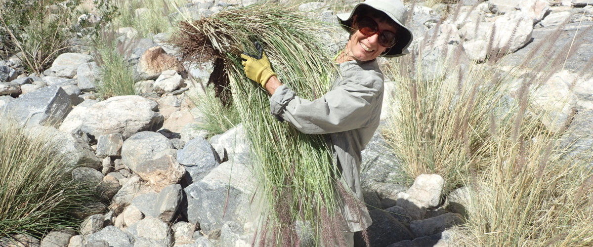 Beat Back Buffelgrass Month: It continues!