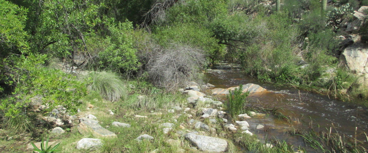 Watering and Weeding in Bear Canyon-May 19