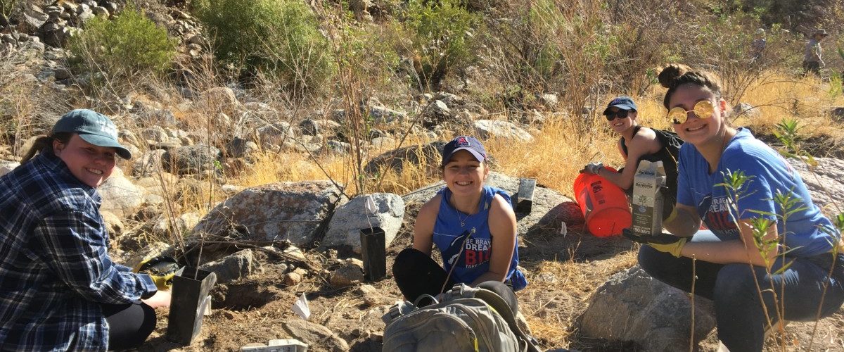 Watering and Weeding in Bear Canyon-April 22