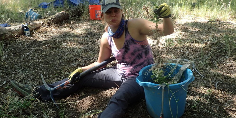 Aravaipa Canyon Vinca Removal: June