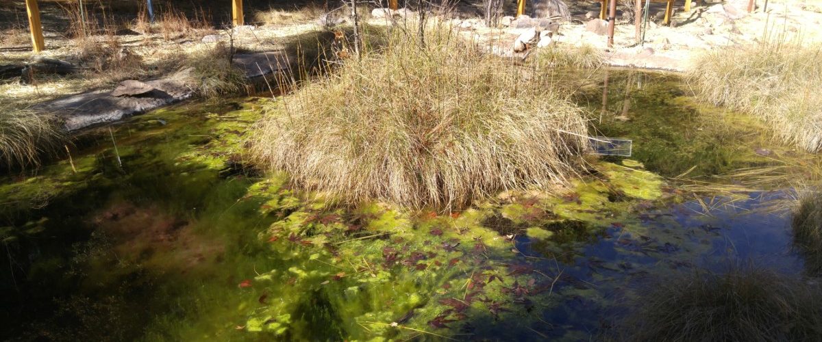 Native Plantings at Ramsey Canyon Ponds