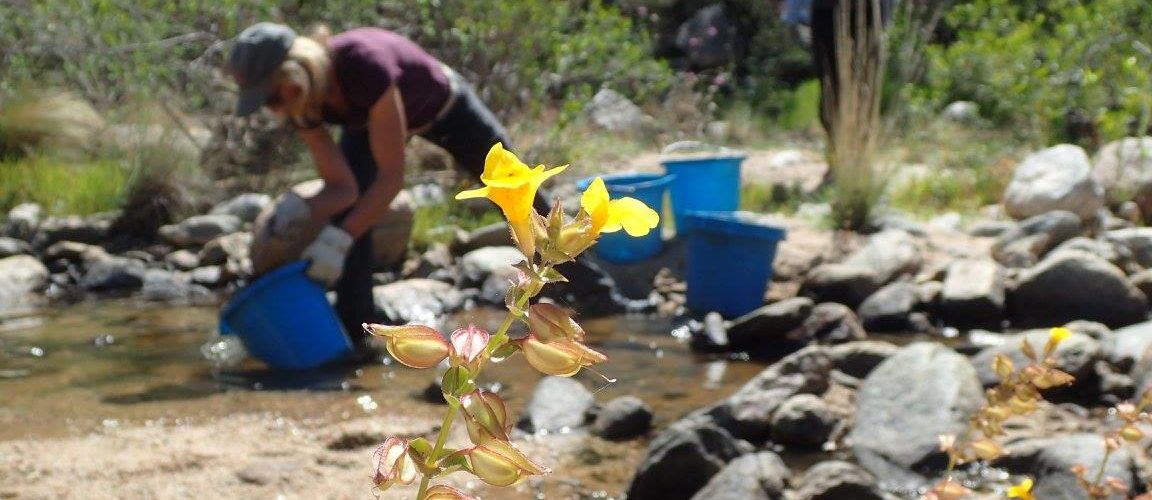 Watering and Weeding in Bear Canyon-June 11