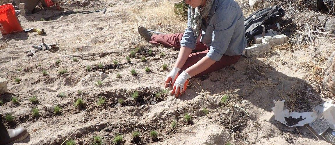 Bear Canyon: Planting for Pollinators