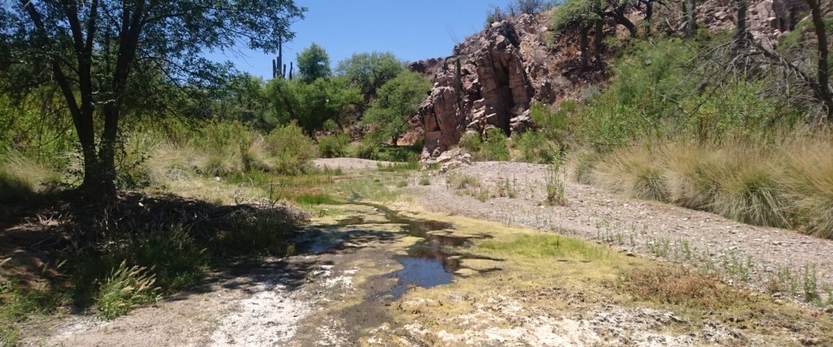 San Pedro Rapid Spring Surveys: Sept 18