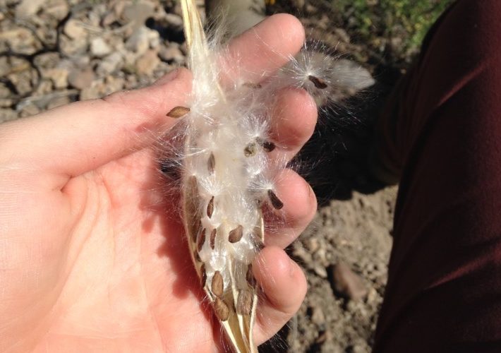 Gila Cliff Dwellings Seed Collection and Invasives Removal