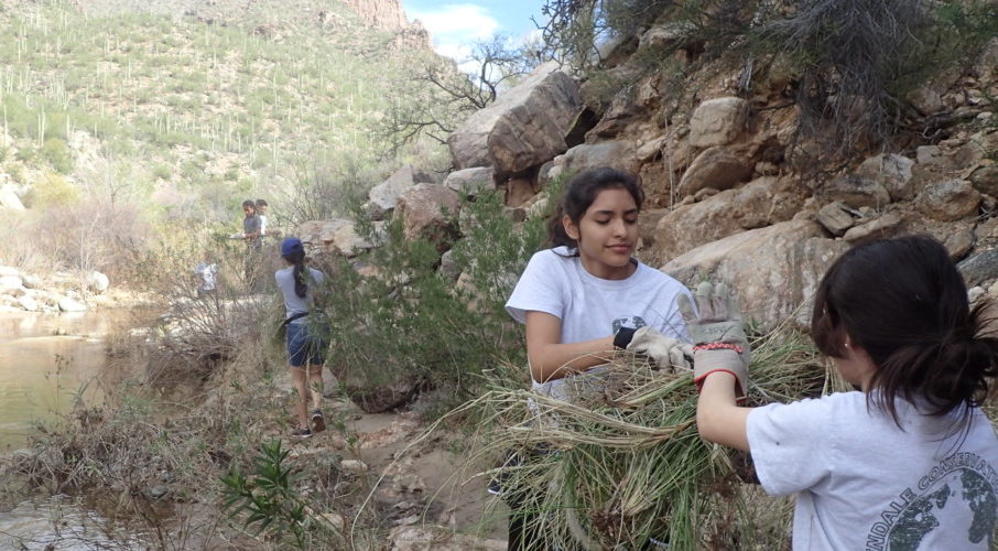 Sabino and Bear Canyon Invasives Pull: October