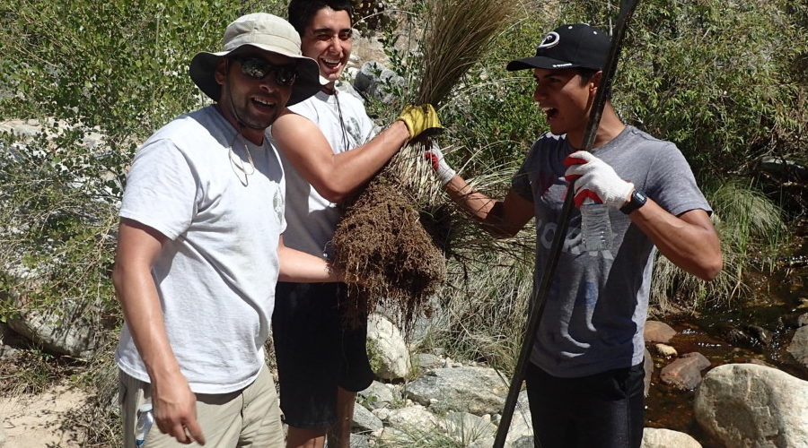 Sabino and Bear Canyon Invasives Pull: September