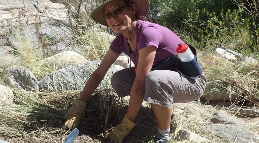 Sabino and Bear Canyon Invasives Pull: November