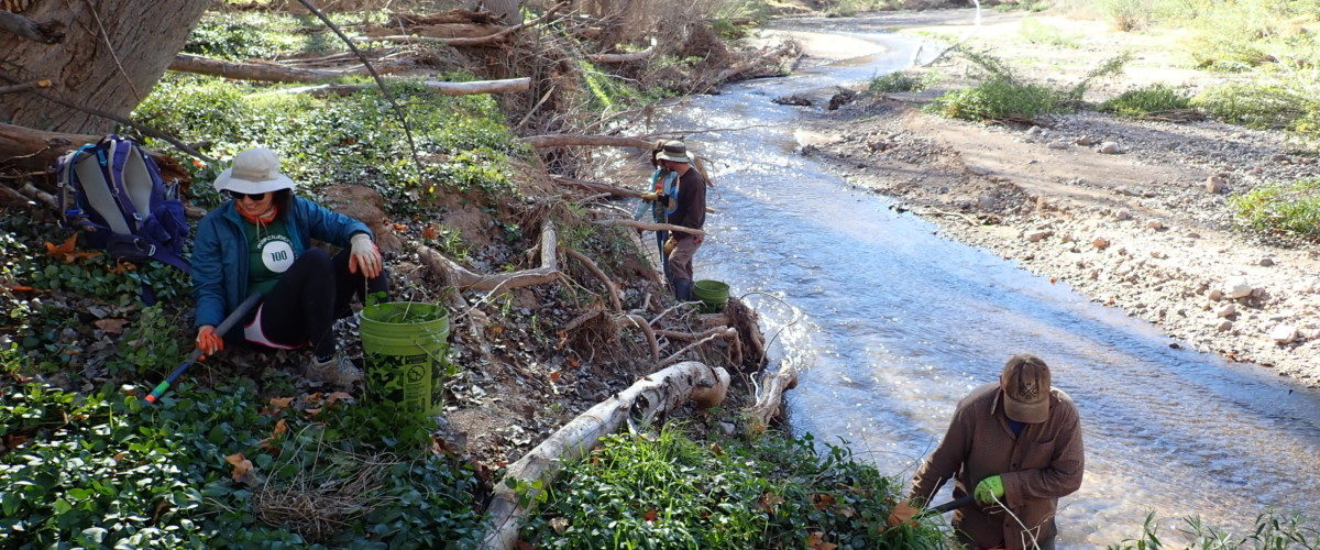 Aravaipa Canyon Vinca Removal: Memorial Day Weekend