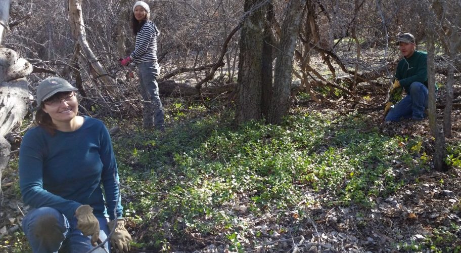 Aravaipa Canyon Vinca Removal: November