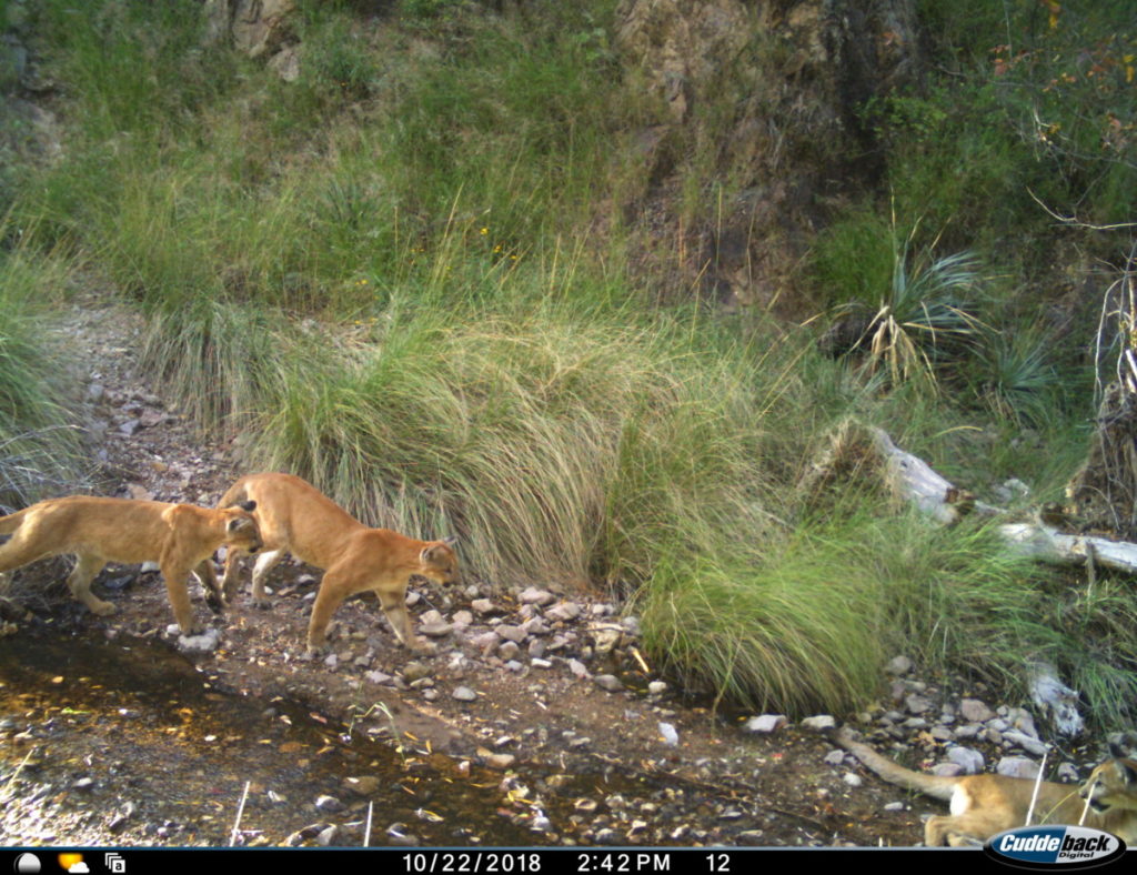 Sky Island Alliance Wildlife of the Borderlands