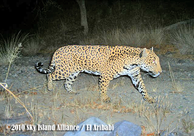 jaguar habitat diorama