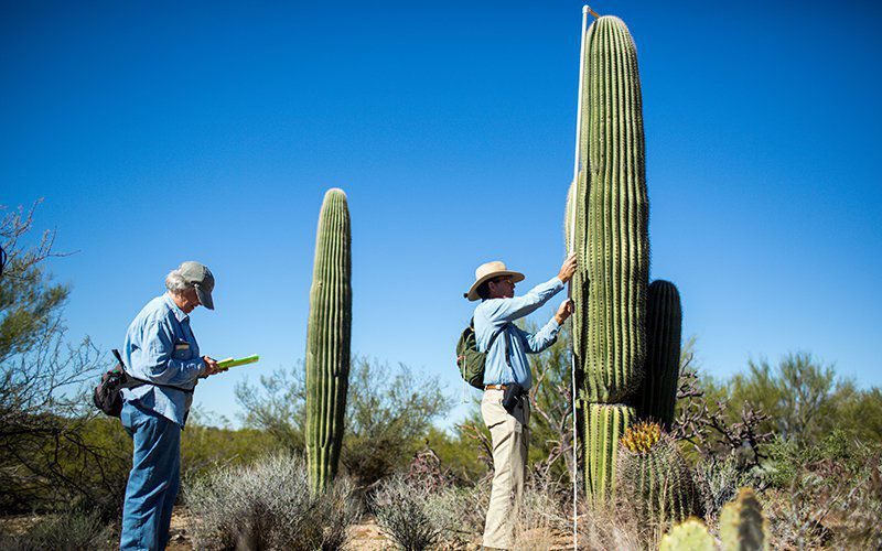 Saguaro Census Survey: 3-mile Hike January 11th @ Saguaro West