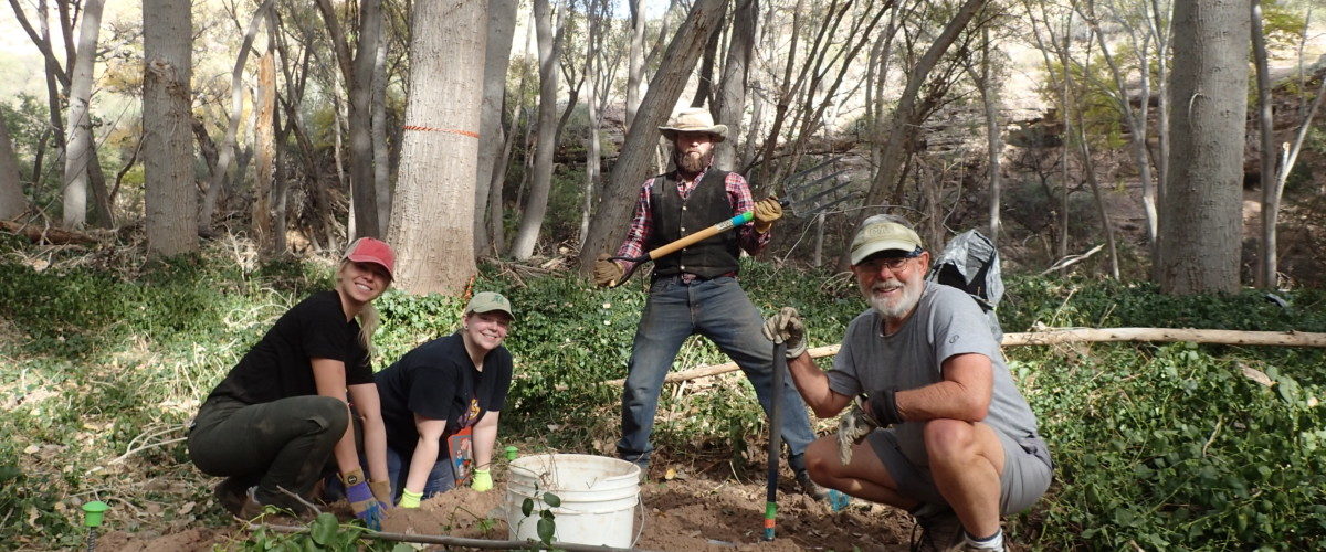 Aravaipa Canyon Vinca Removal: February