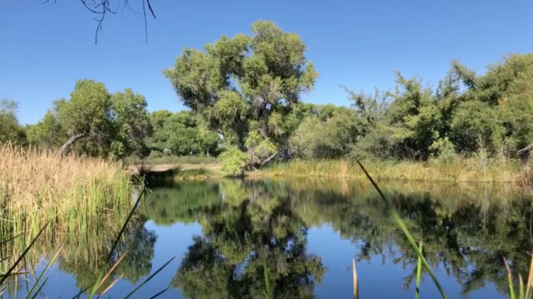 Sky Island Alliance New Border wall threatens Desert Oasis at San ...