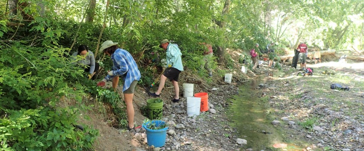 Aravaipa Canyon Vinca Removal: Jan 31 - Feb 2