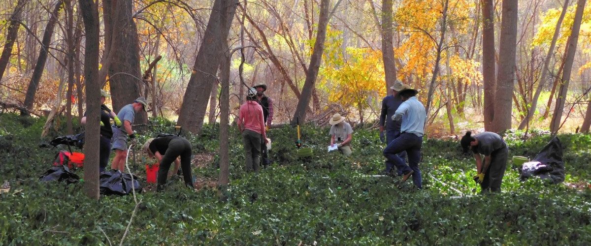 Aravaipa Canyon Planting and Vinca Removal: August 27 - 29