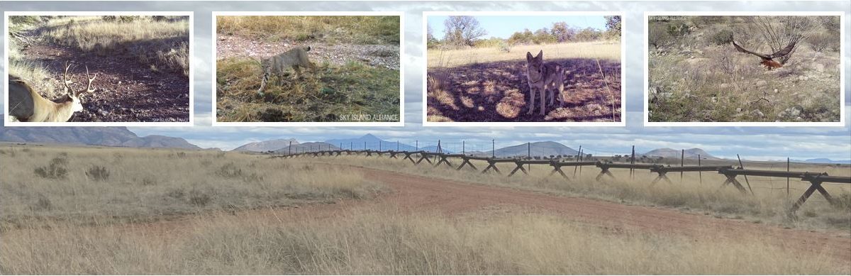 Border Wildlife Study Virtual Happy Hour