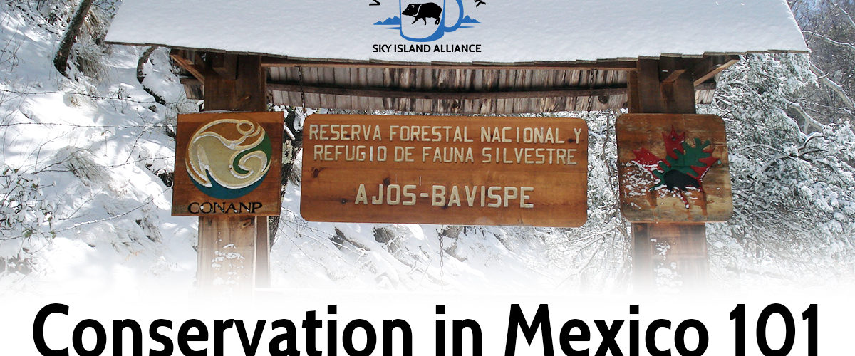 Sky Island Coffee Break: Conservation in Mexico 101